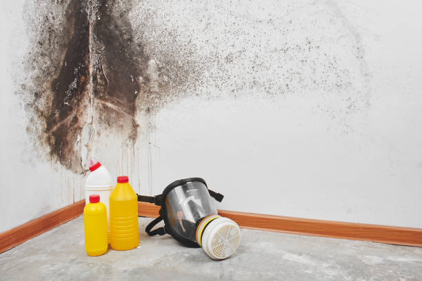Best Mold Testing and Inspection Services in Pahrump, NV