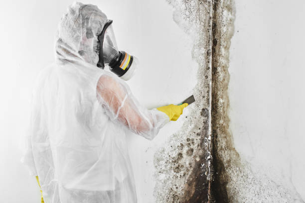 Best Industrial Mold Remediation in Pahrump, NV