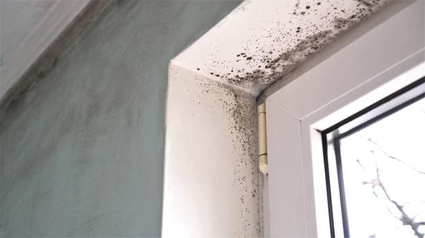 Best Residential Mold Remediation in Pahrump, NV