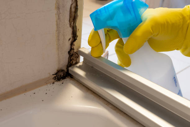 Best Bathroom Mold Remediation in Pahrump, NV