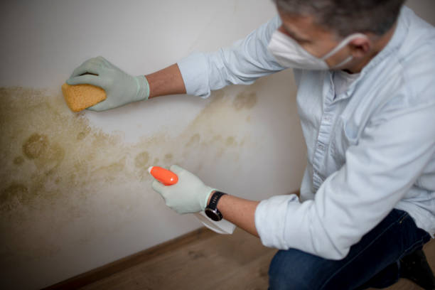 Best Emergency Mold Remediation in Pahrump, NV